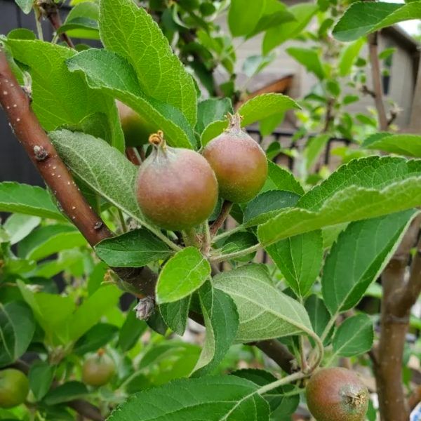 Fast Growing Trees 5 in 1 Apple Tree Review