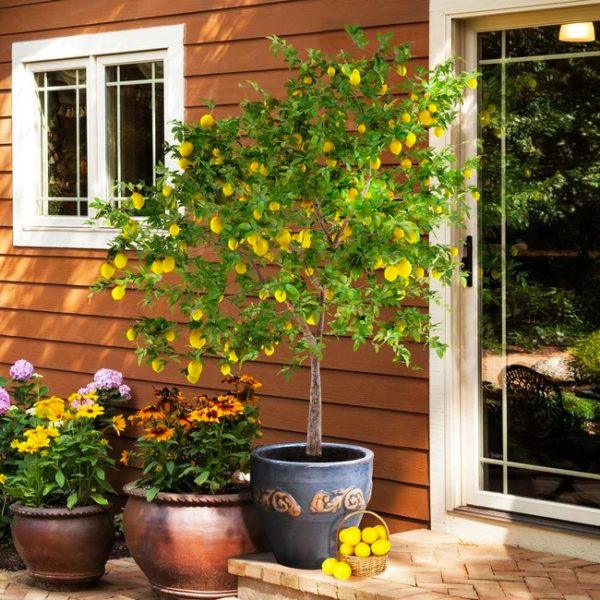 Fast Growing Trees Meyer Lemon Tree Review