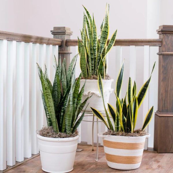 Fast Growing Trees Snake Plant Review